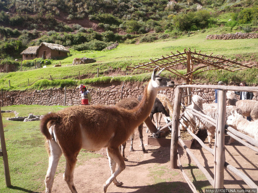 лама Куско, Перу