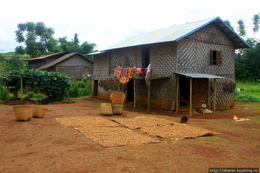 Урожай арахиса Штат Шан, Мьянма