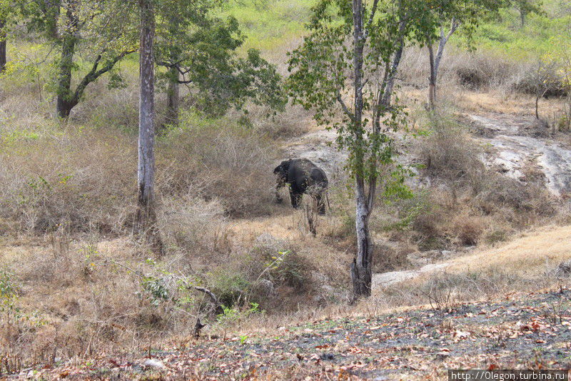 Слонёнок отстал от семьи Национальный парк Мудумалай, Индия