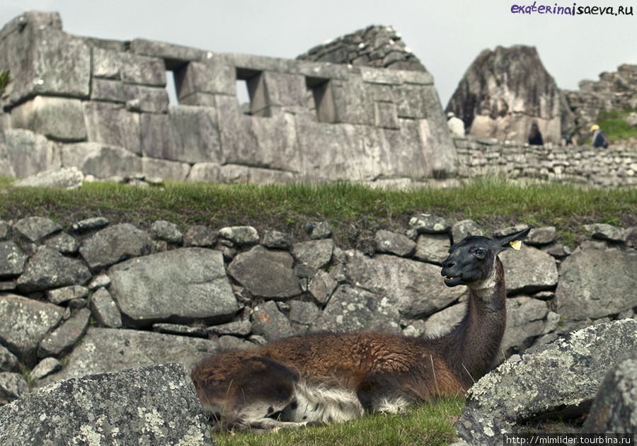 Вот такая симпатичная АЛЬПАКА — лежала в развалинах на МАЧУ ПИКЧУ Куско, Перу