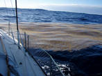 19 Января 2012 г. Сев.Атлантика. Саргассовы водоросли