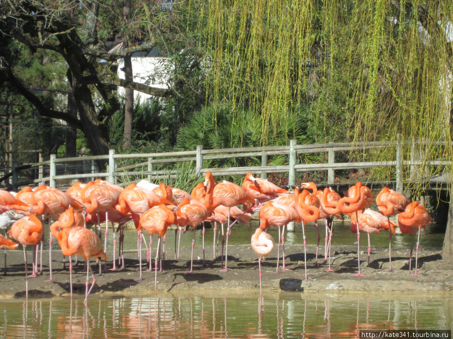 Зоопарк Пальмира Ля-Рошель, Франция