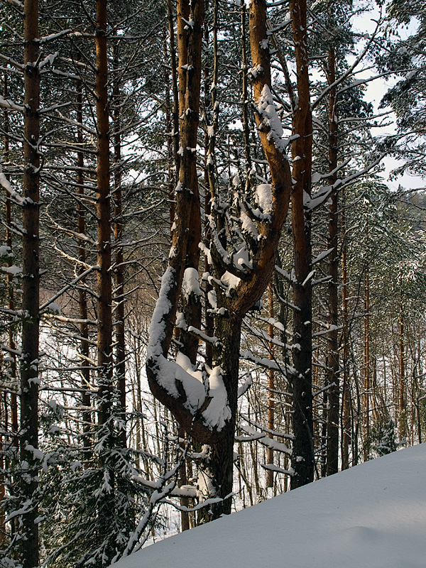 За деревьями — озеро Масельгское — наблюдаемые здесь перепады высоты достигают в совокупности 30 метров. Морщихинская, Россия