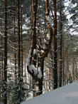 За деревьями — озеро Масельгское — наблюдаемые здесь перепады высоты достигают в совокупности 30 метров.