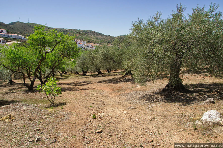 слева-миндаль, справа-олива Касабермеха, Испания