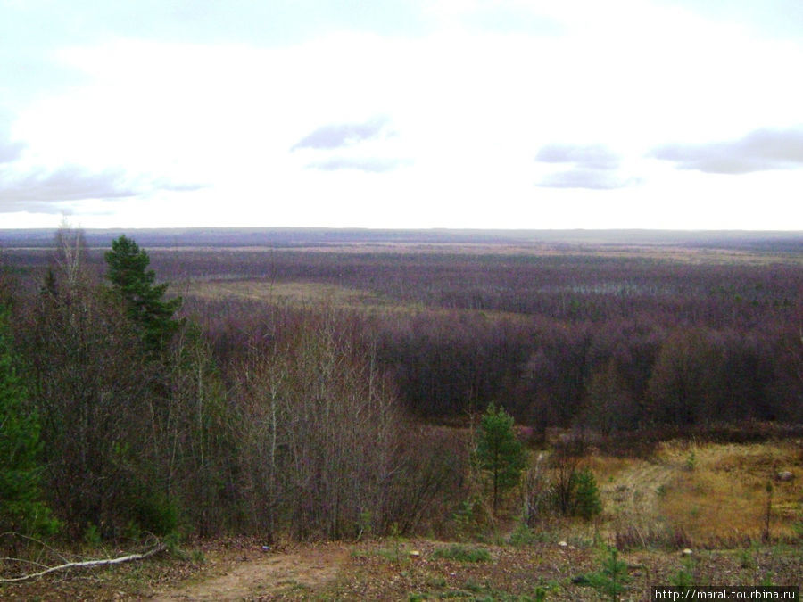 И вывела эта тропа к болоту, которое в народе называют Чистым или иначе — Исуповским Костромская область, Россия