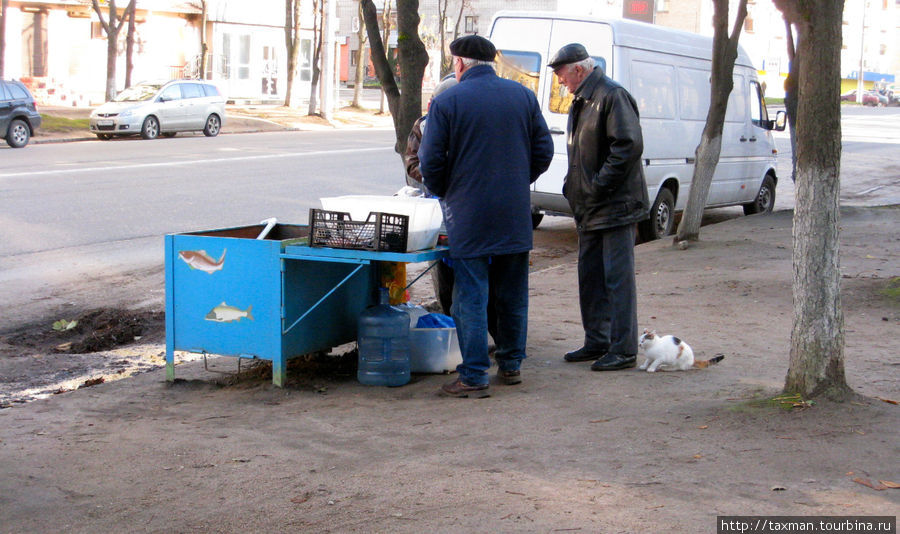 рыбу только привезли, а кот уже тут как  тут ))) Смоленск, Россия