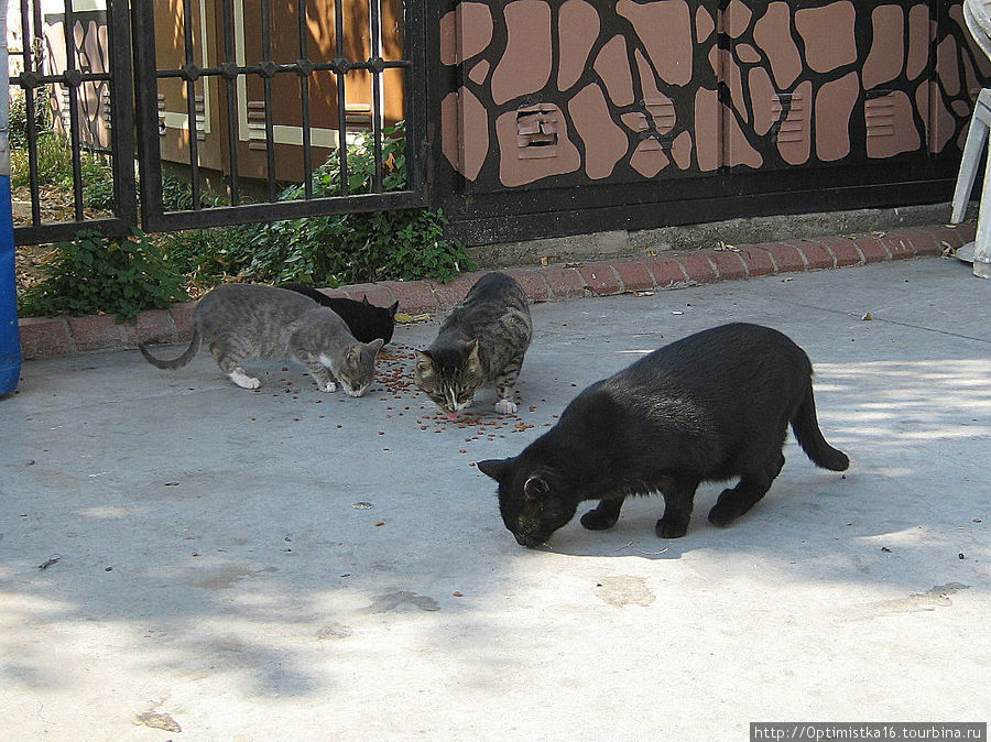 Коты города Кушадасы. Кушадасы, Турция