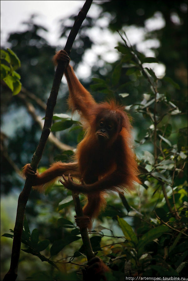 Царство орангутанга. Gunung Leuser National Park, Суматра Гунунг-Лёсер Национальный парк, Индонезия