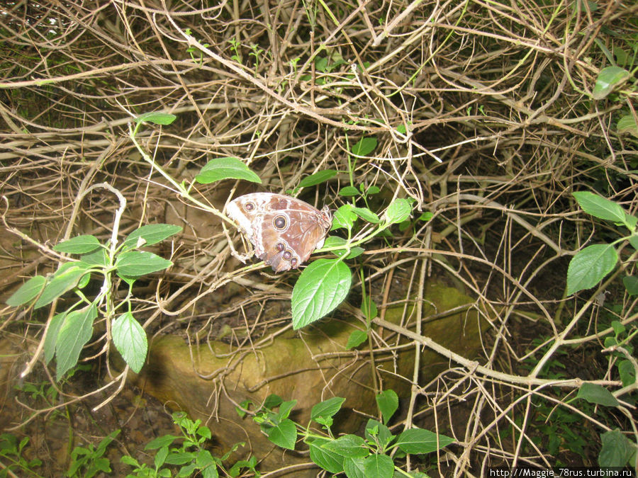 Ферма бабочек в Стратфорде-на-Эйвоне, Уорикшир