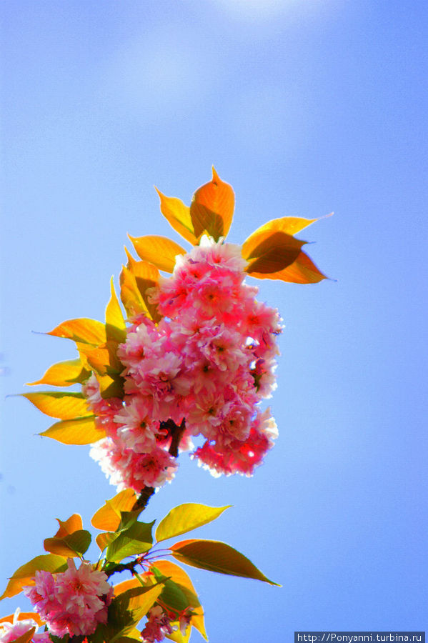 В Штутгарте тоже цветет сакура. Штутгарт, Германия