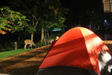 Олени ночью пасутся прямо у нашей палатки