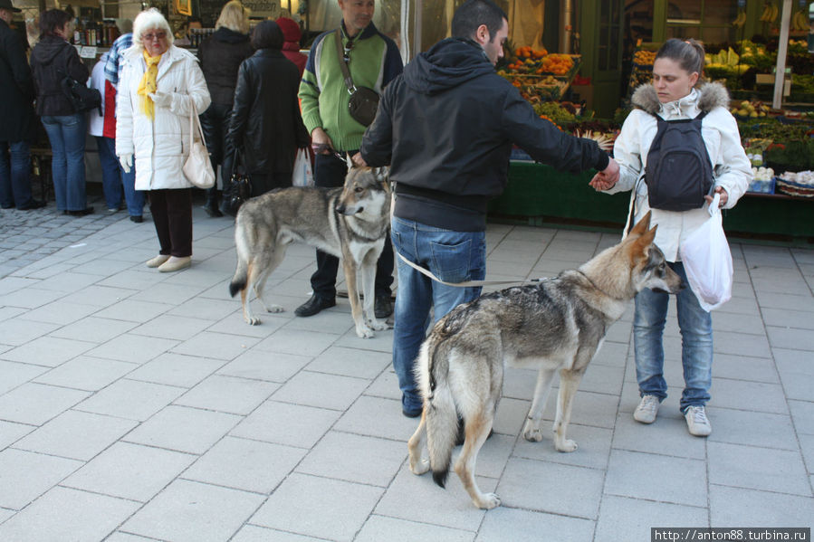 показалось, что волки) Мюнхен, Германия