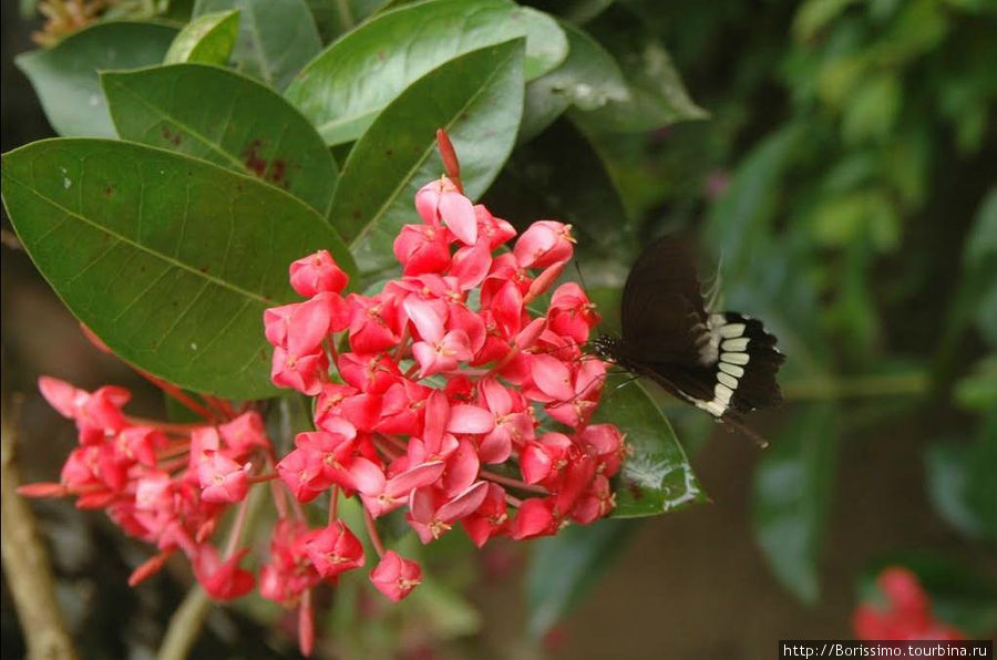 Бабочка на цветке. Непал