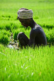 Крестьянин, работающий в рисе. Вот такие они тамилы, среди которых я сейчас живу. Тамил Наду, Индия