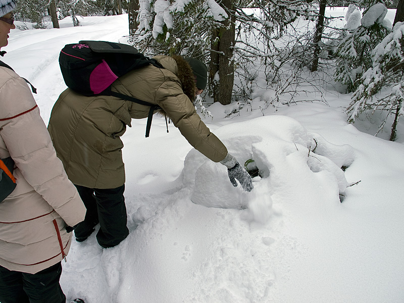 Освобождение елочки от снежной скорлупы. Морщихинская, Россия