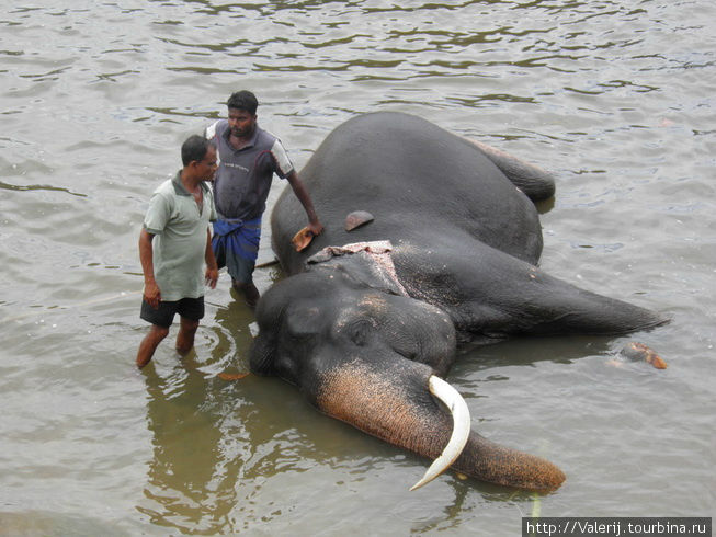 Шри Ланка (5) Коллективное купание, или слоны и гигиена. … Канди, Шри-Ланка