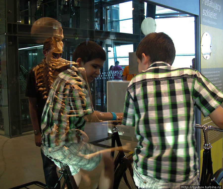 крутишь педали — и видишь как-работает скелет Варшава, Польша