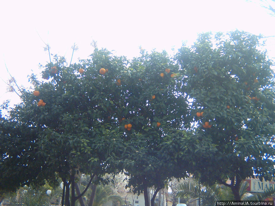 апельсины в феврале Сиде, Турция