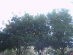 апельсины в феврале
