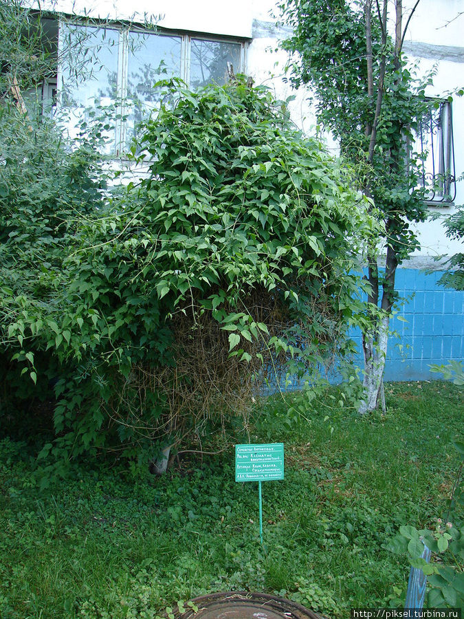 4.Клематис виноградолистный Киев, Украина