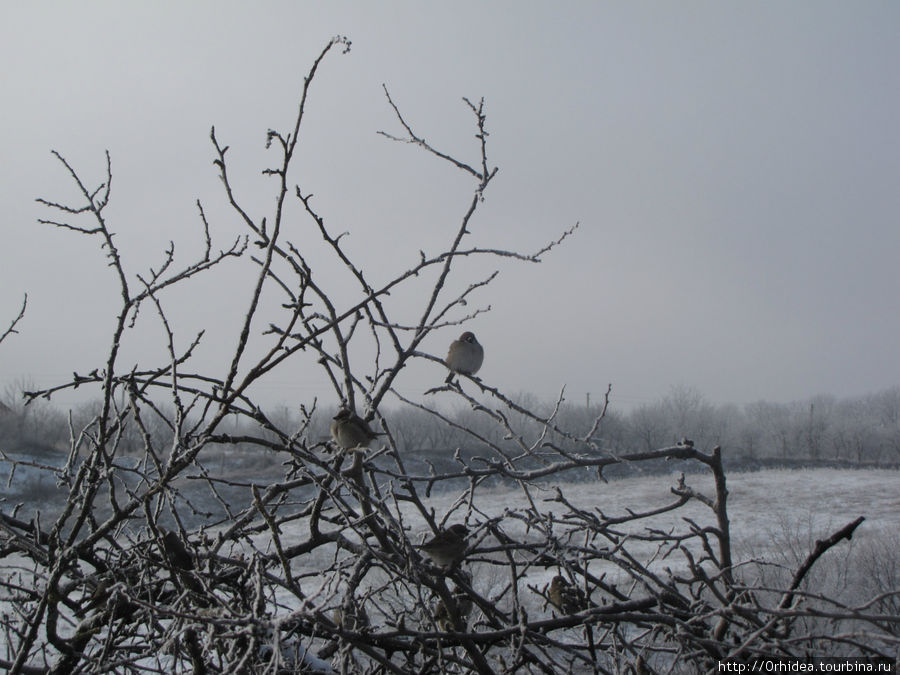 Настоящая зима Слобожанщины Харьковская область, Украина