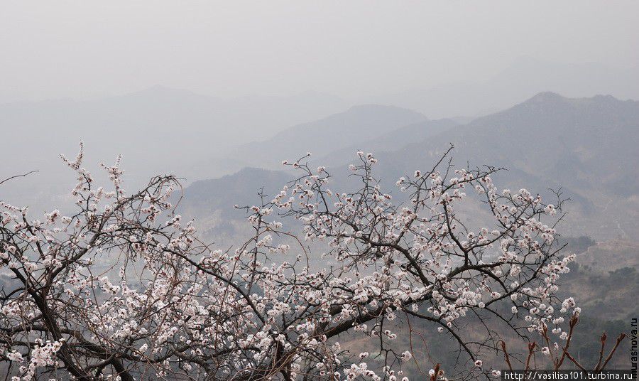 Великая Китайская стена в пору цветения яблонь Пекин, Китай