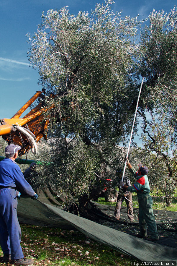 Рабочие расстилают подстилку и стряхивают оливки палицей. Машина же подъезжает вплотную к дереву, упор прижимается к стволу и начинает вибрировать Сан-Джованни-Ротондо, Италия