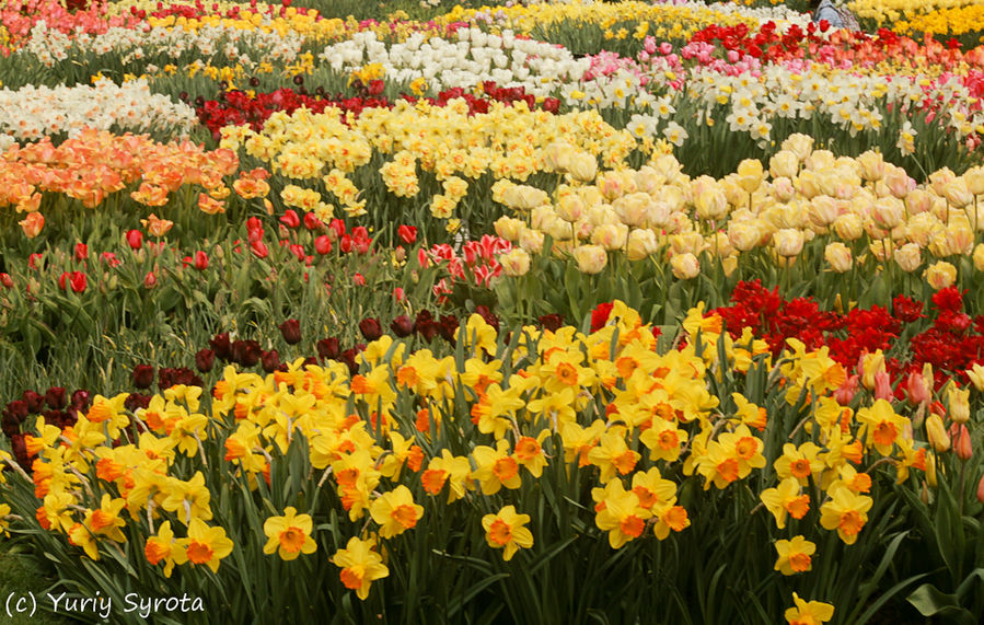 В погоне за весной. Фотоальбом для любителей цветов.