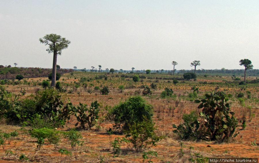 Юг Мадагаскара - край некошенных баобабов Провинция Тулиара, Мадагаскар