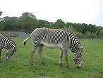 Британские ученые нашли вполне логичное объяснение такому окрасу зебр: он меньше всего привлекает слепней в саванне...