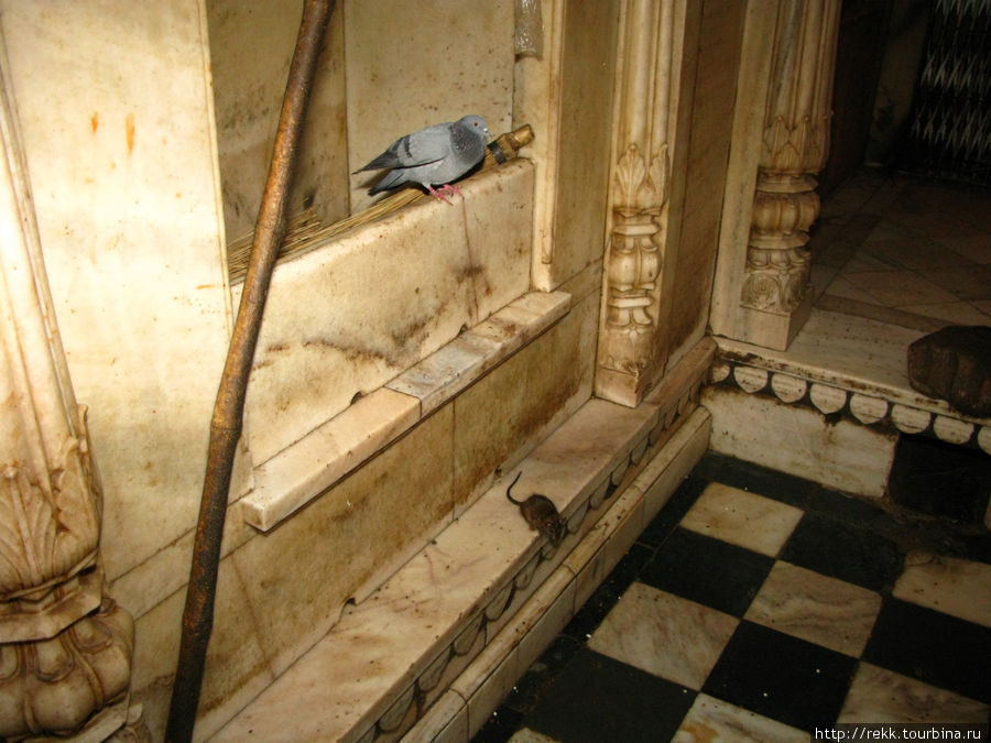 Индия для Чайников - 7 Биканер, Крысиный храм Биканер, Индия