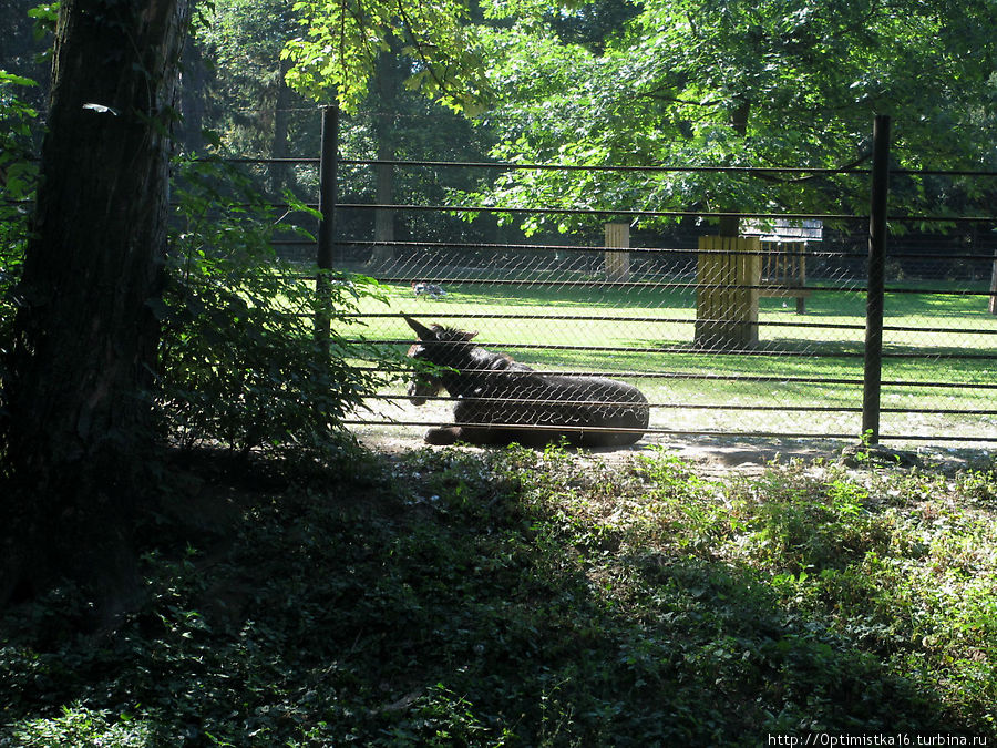 Милые добрые звери и птицы в парке Архиепископского замка Кромержиж, Чехия