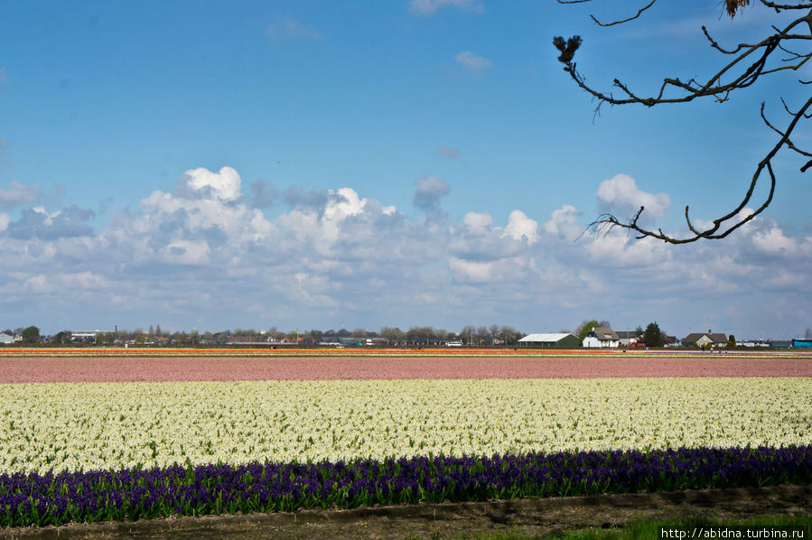 Цветущие поля Голландии Нидерланды