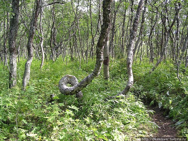 Крученые деревья в лесу на подходе к Сейдозеру. Ревда, Россия