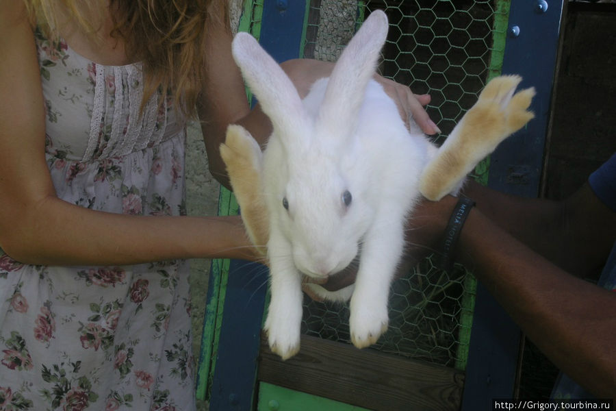 Кроль имеет бежевые лапы Доминиканская Республика