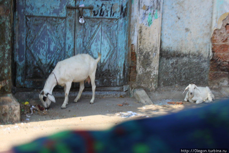 На индийских улицах чаще можно увидеть козу, чем собаку Индия