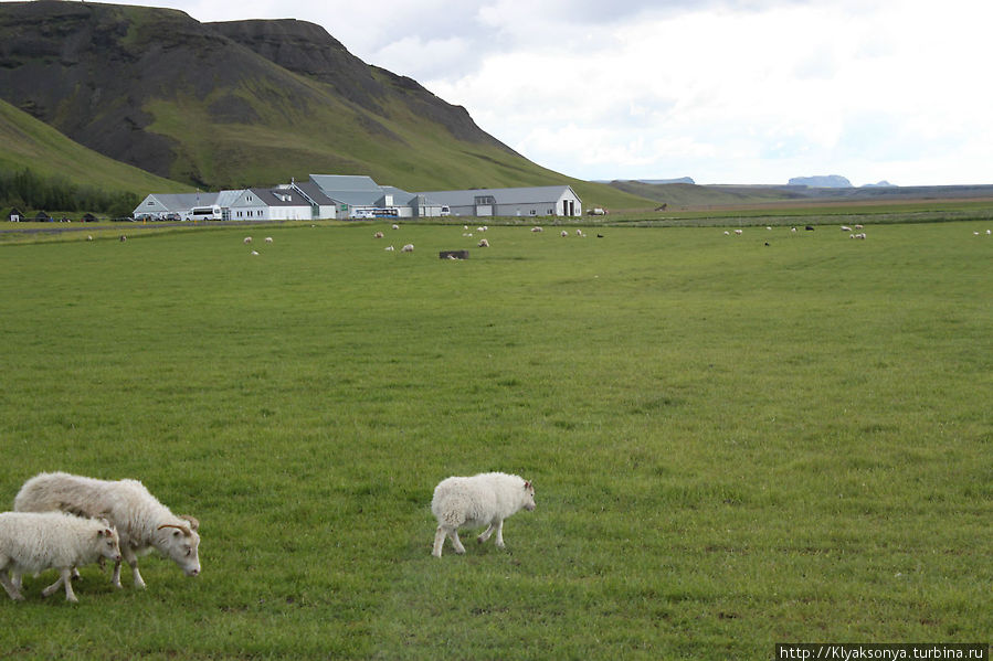 Без овец в Исландии никуда! Скогар, Исландия