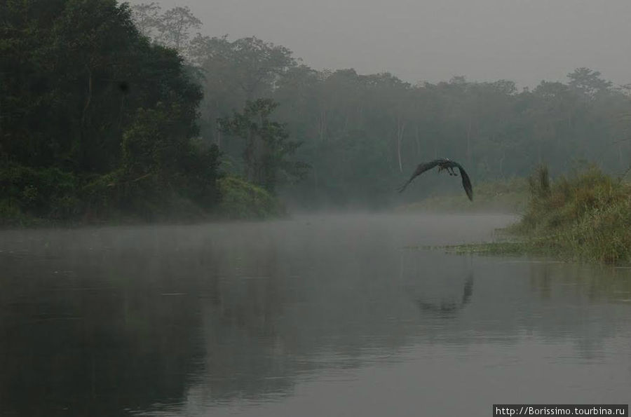 Эта огромная птица молча появилась из тумана, словно птеродактиль, и так же молча улетела в туман. Парк Юрского Периода прощался с нами. Мы уезжали домой. Непал