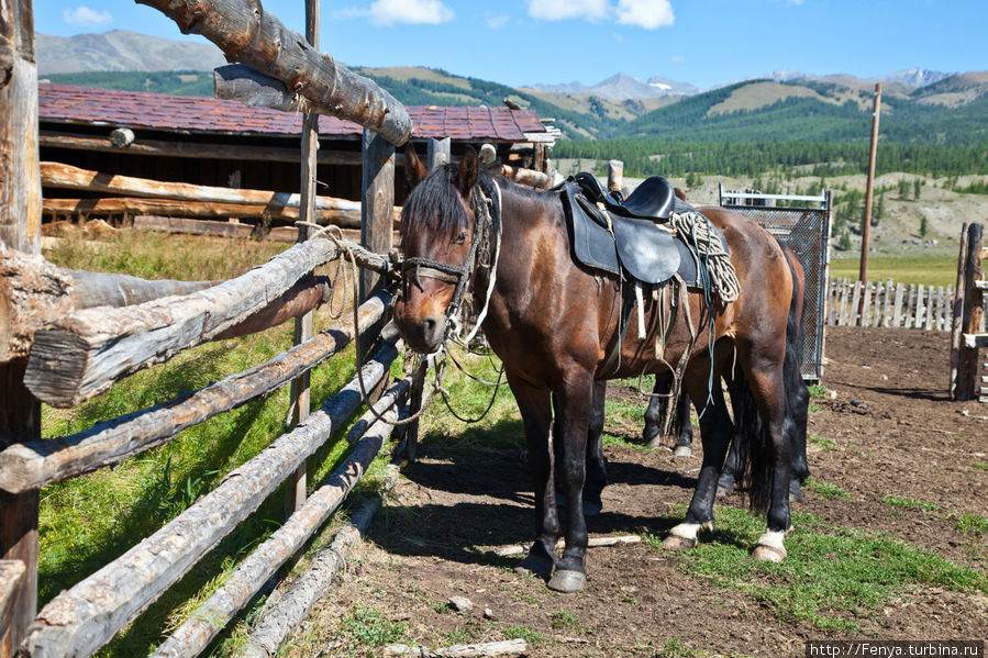 День девятый. Знакомство с походами на лошадях Джазатор, Россия