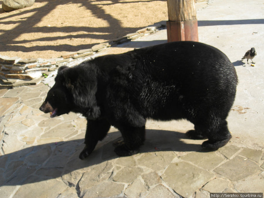 Медведь Москва, Россия