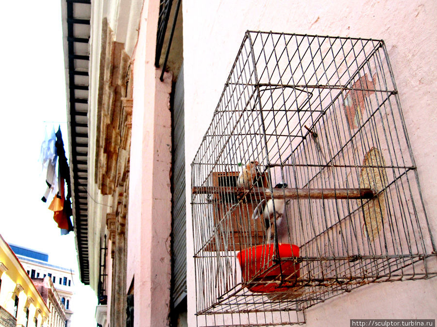 Повсюду очень много клеток с птицами, очень мило и придает городу особый колорит. При этом многие поют. Гавана, Куба