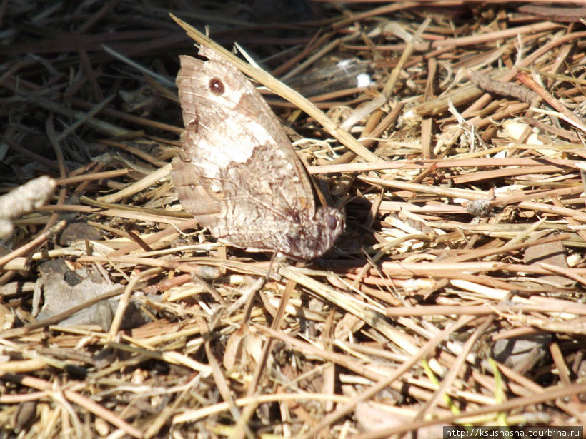 Последняя бабочка в долине Петалудес Родос, остров Родос, Греция