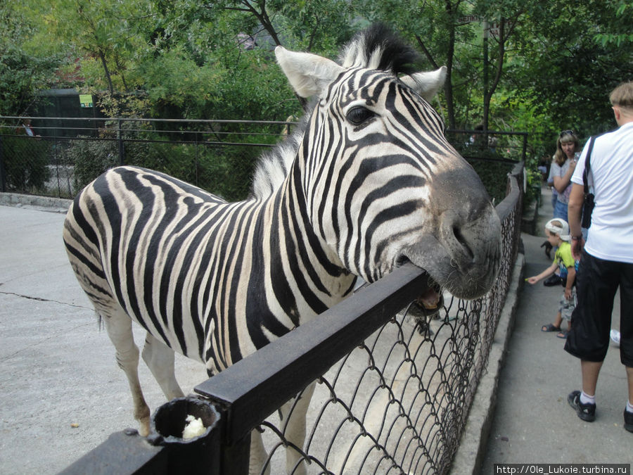...зебрам в зоопарке недодают мясо.. Ялта, Россия
