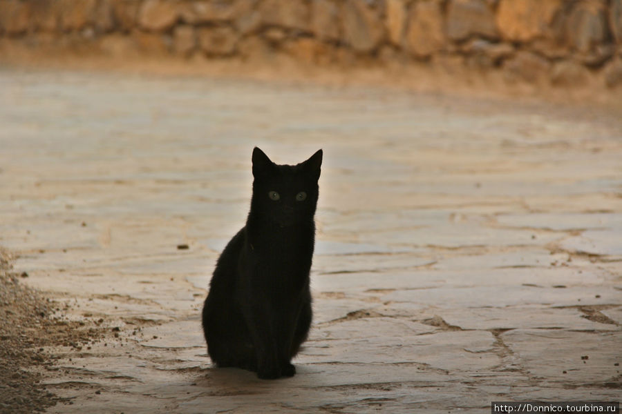 этот красивый котенок был первым и последним кто нас встретил внутри Касбах-Тизерган, Марокко