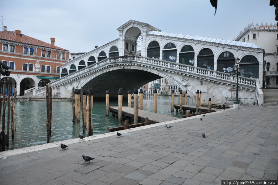 местные жители- голуби Венеция, Италия