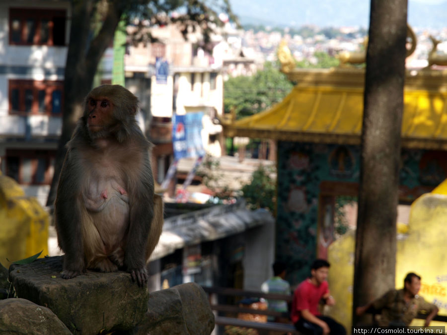 Сваямбунатх - храм обезьян Катманду, Непал