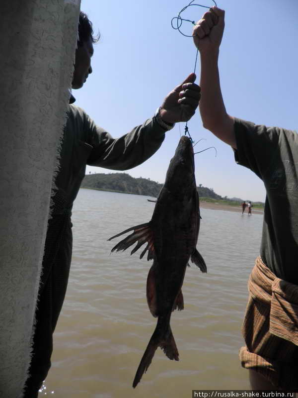 неведомая рыба на ужин Мраук-У, Мьянма