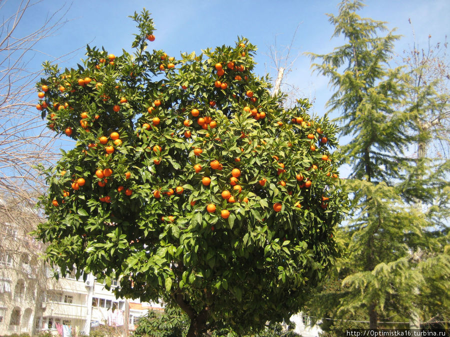 Апелсины очень украшают территорию мечети Анталия, Турция