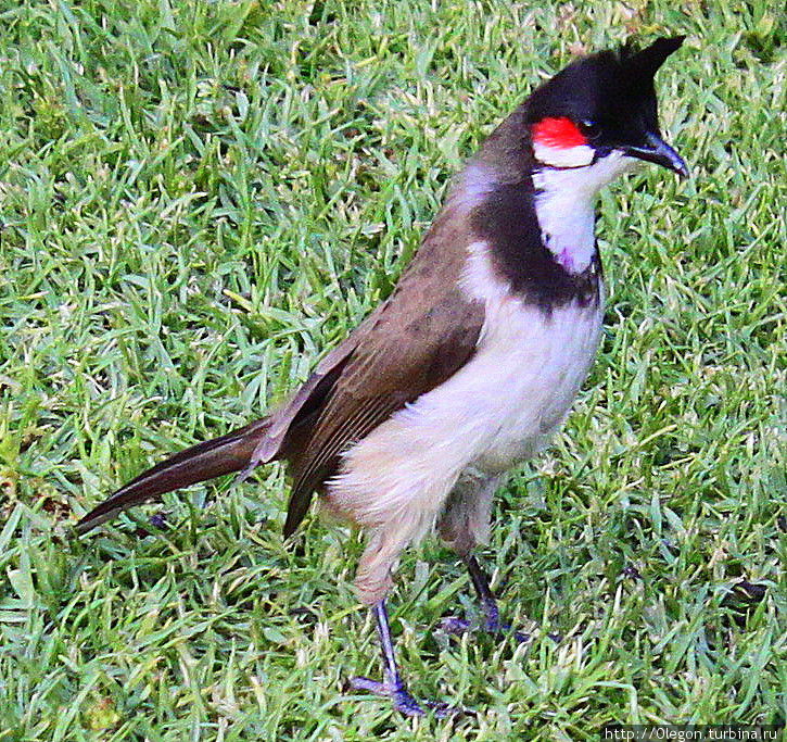 Пташка Национальный парк Мудумалай, Индия